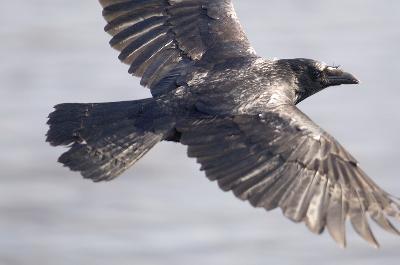 Bird - Carrion Crow (Corvus corone)
