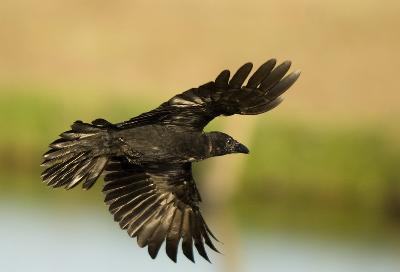 Zwarte kraai - Zwarte kraai (Corvus corone)