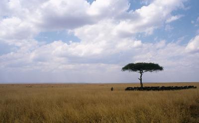 Masai mara - Masai mara