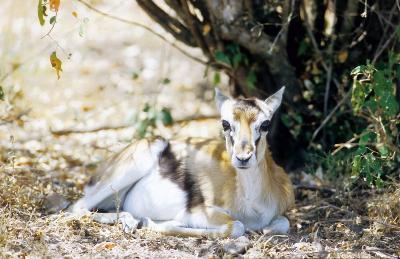 Antilope - Gazelle de Thomson (Gazella thomsomi)