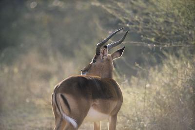 Antilope - Impala (Aepyceros melampus)