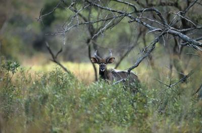 Antilope - Nyala (Tragelaphus angasii)