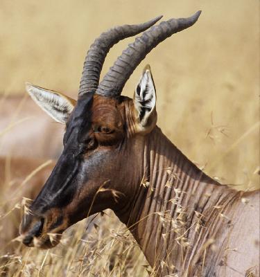 Antilope - Topi (Damaliscus lunatus jimela)