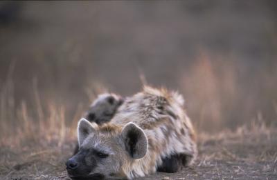 Hyena, gevlekte - Gevlekte Hyena (Crocuta crocuta)