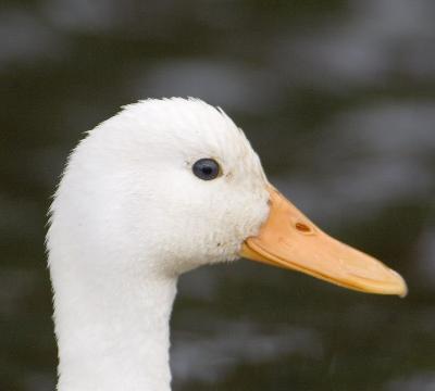 Duck - Farmer duck