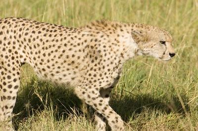Gepard - Gepard (Acinonyx jubatus)
