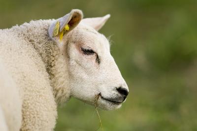Animaux aux ferme - Mouton de Texel