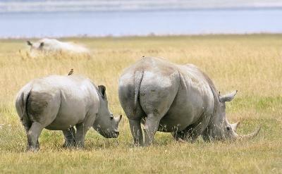 Rhinoceros - White Rhinoceros (Ceratotherium simum)