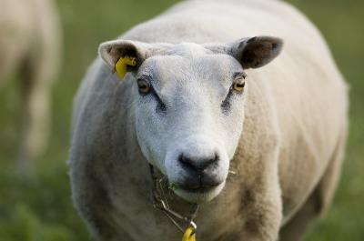 Animals at the farm - Ewe