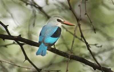 Oiseau - Martin-chasseur du sénégal (Halcyon senegalensis)