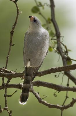Bird - Gabar Goshawk (Micronisus gabar)