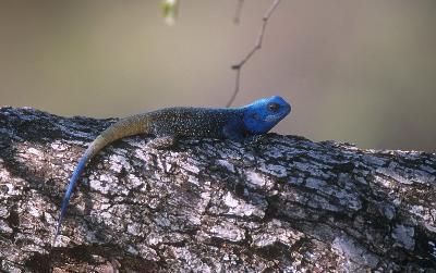 Reptile - Agame à gorge bleue (Agama atricollis)