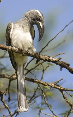 Bird - African Grey Hornbill (Tockus nasutus)