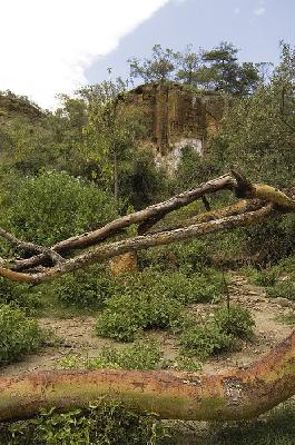 Dead tree - Hell's Gate Kenya